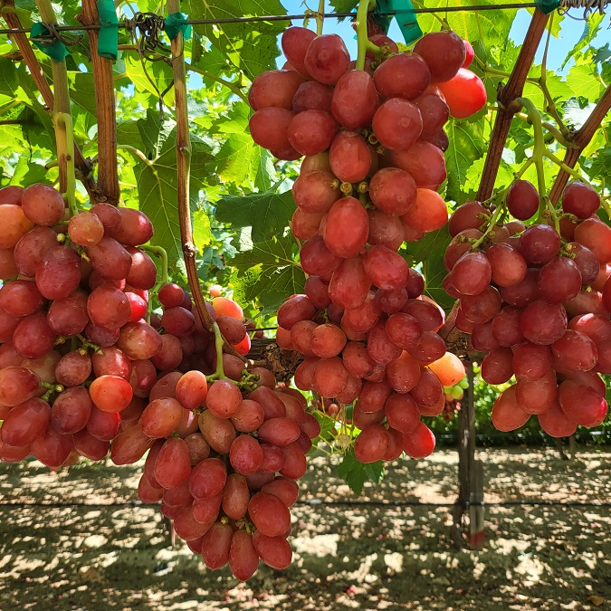 Días de campo uva de mesa en España, agosto 2023