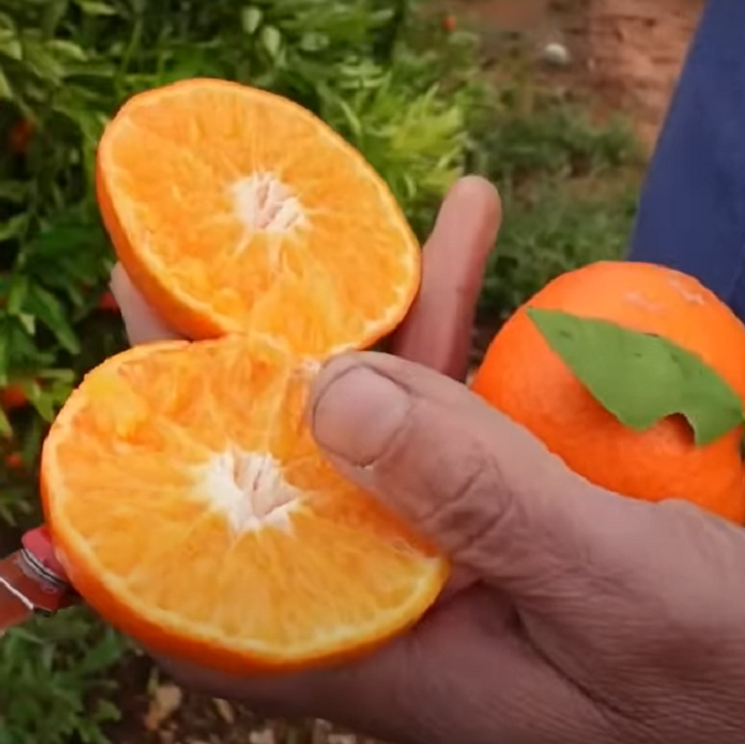 Mandarina sin semilla Us Early Pride