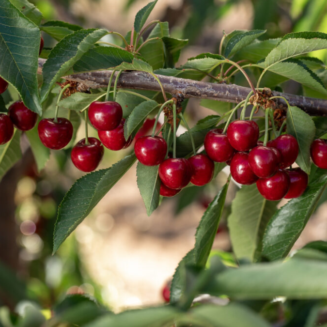 Nuevas cerezas tempranas muestran resultados prometedores