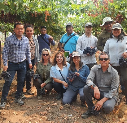 Agricultores de Chilfresh visitaron el PMG de vides de IFG en Viveros El Tambo